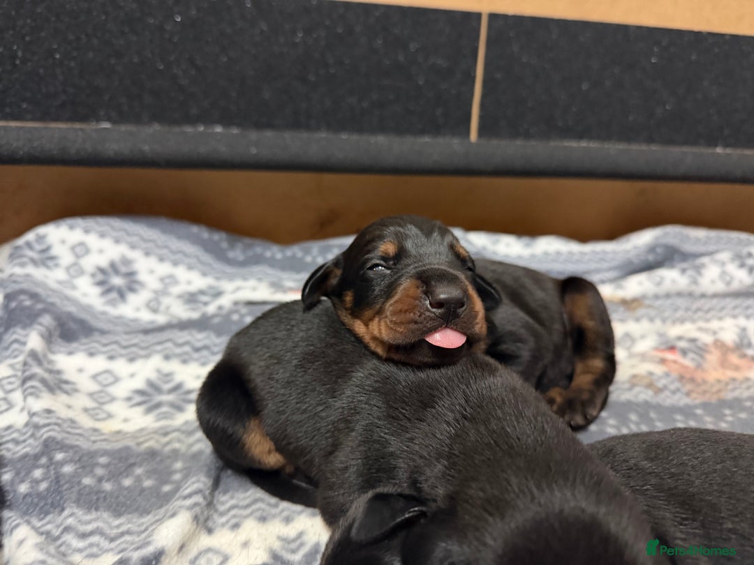 Dobermann dogs for sale: Gorgeous Black and Tan Dobermann puppies  - Image 6