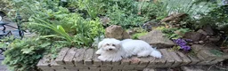 Maltese dogs for sale: 5 unsexed puppies flexi price  - Advert 25