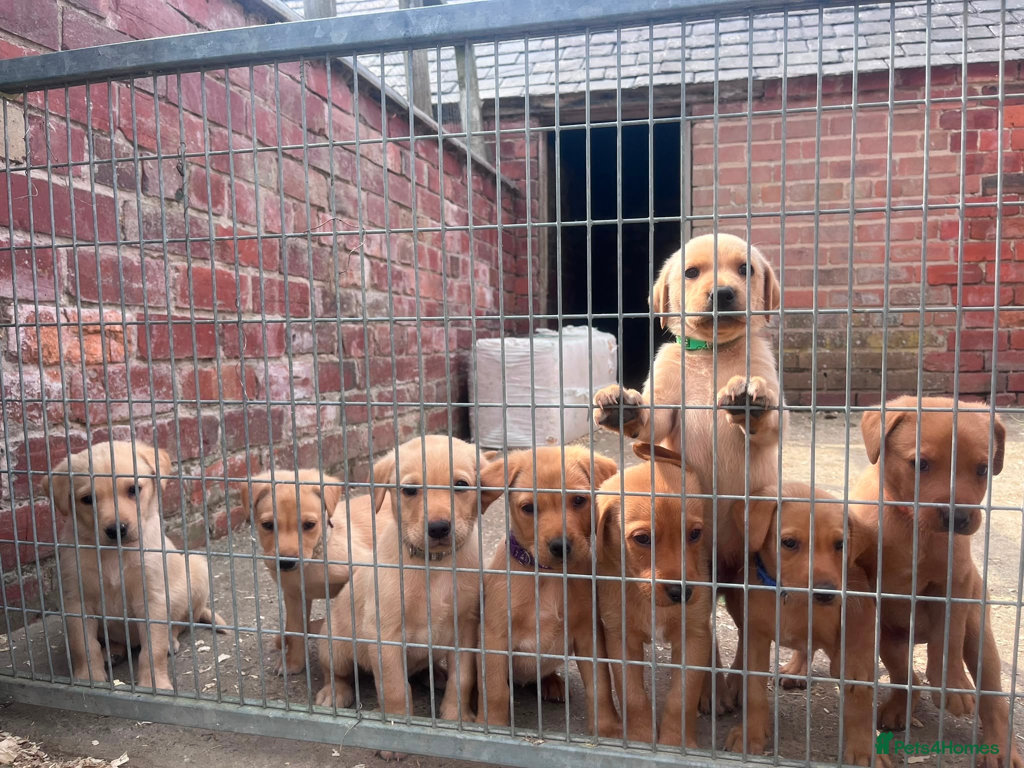 Labrador Retriever dogs 8 beautiful labradors for sale.  - Advert 1