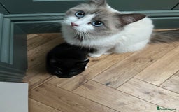 Mixed Breed cats for sale: Ragdoll cross - Image 11