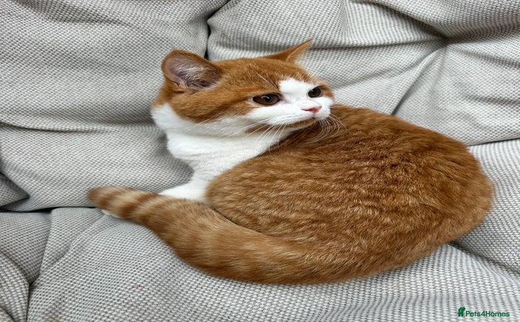 British Shorthair cats - Advert 1