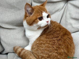 British Shorthair cats British Shorthair Chunky kittens - Advert 2