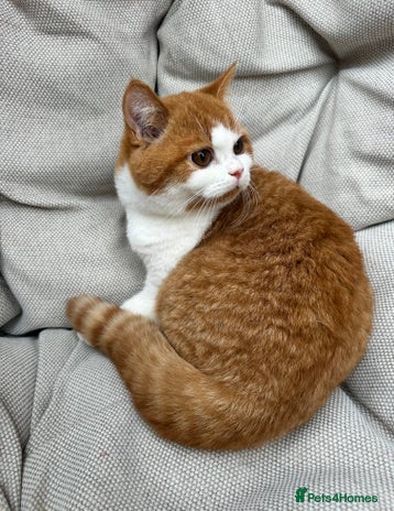 British Shorthair cats British Shorthair Chunky kittens - Advert 2