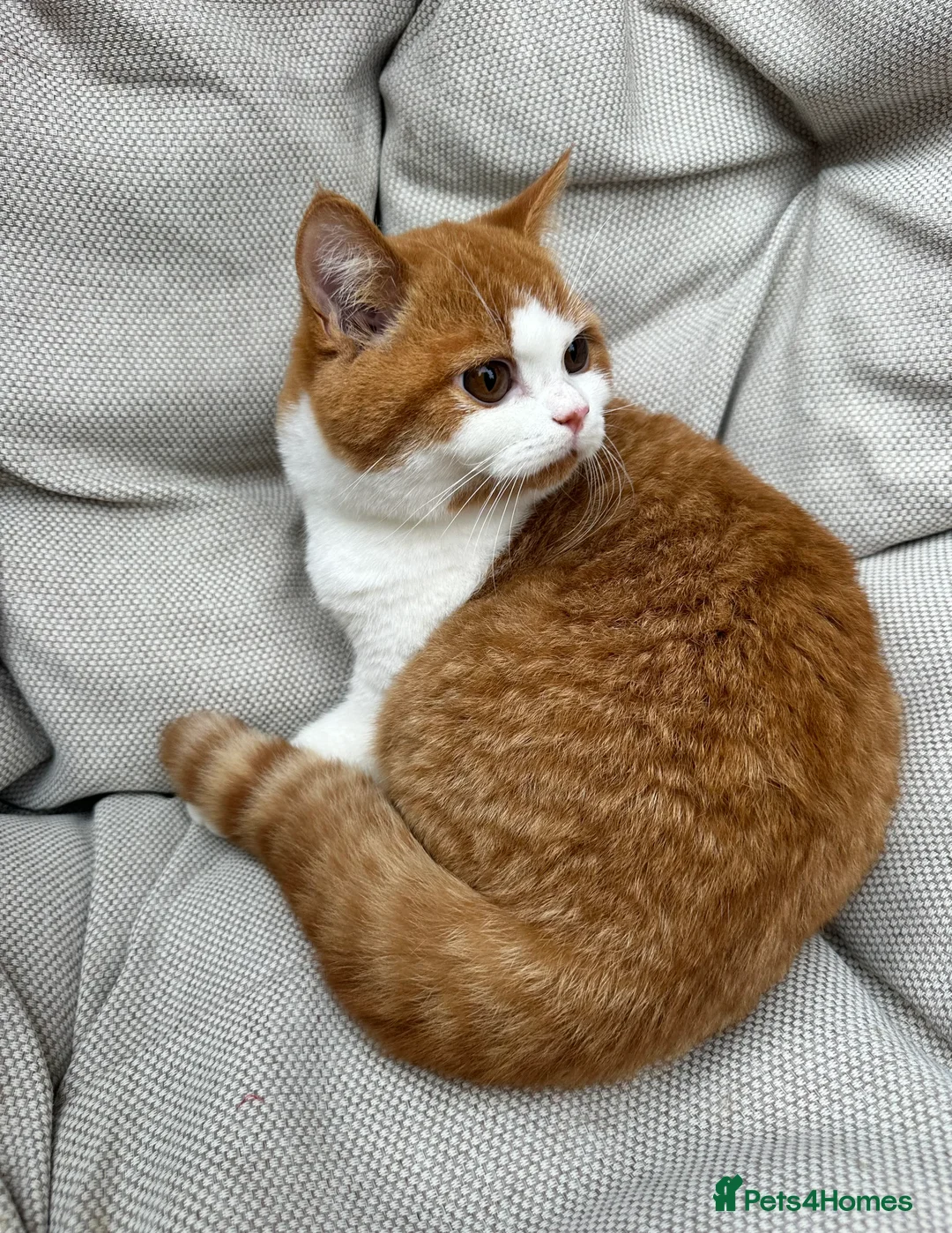 British Shorthair cats for sale: British Shorthair Chunky kittens - Advert 13