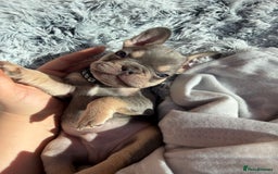 French Bulldog dogs for sale: 7 BEAUTIFUL FRENCHIE PUPPIES FOR SALE 🐾🐶  - Image 10