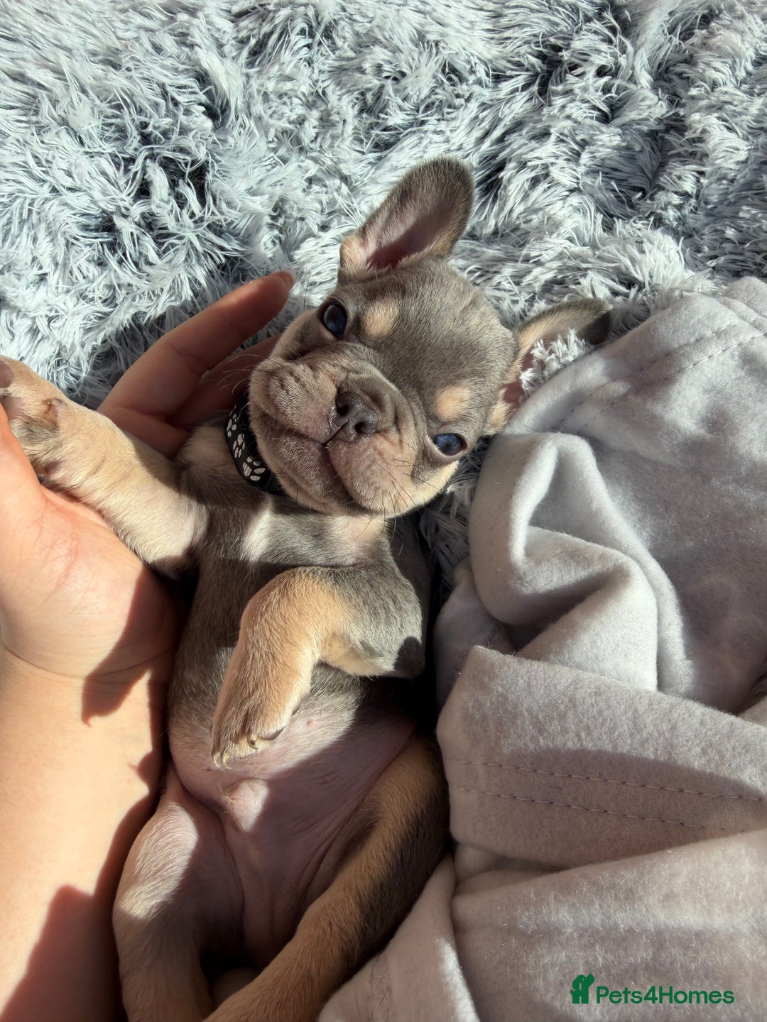 French Bulldog dogs for sale: 7 BEAUTIFUL FRENCHIE PUPPIES FOR SALE 🐾🐶  - Image 10