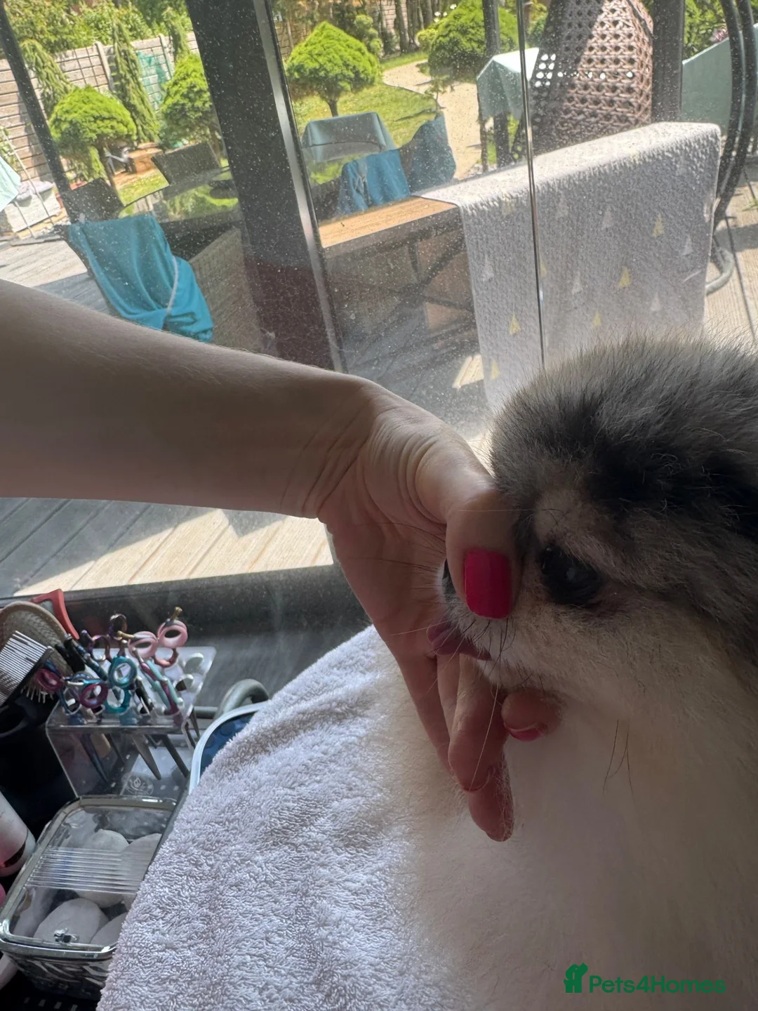 Pomeranian dogs for stud: Proper teddy type merle tan stud  - Advert 2