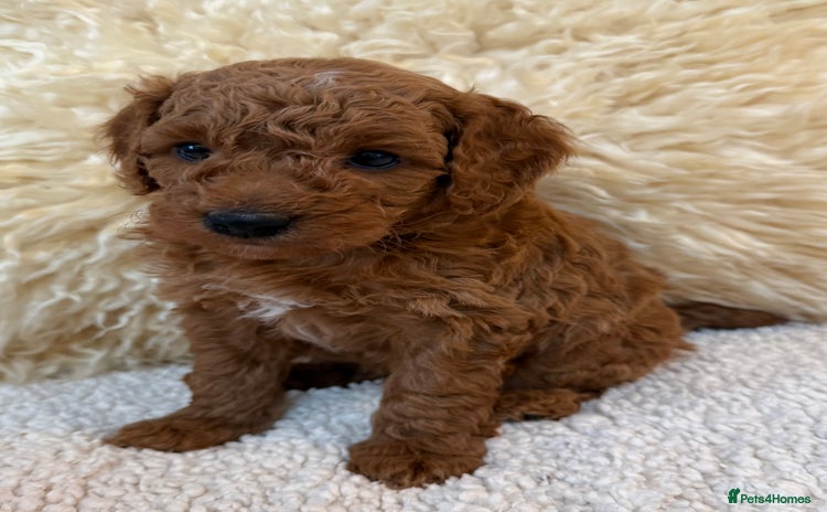 Mini Goldendoodle dogs Stunning Goldendoodle Puppies  - Advert 8