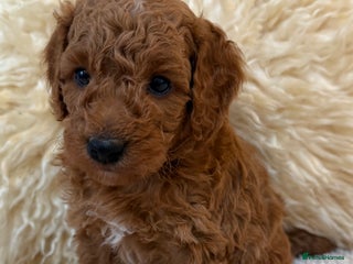 Mini Goldendoodle dogs Stunning Goldendoodle Puppies - Advert 4