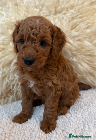 Mini Goldendoodle dogs Stunning Goldendoodle Puppies - Advert 1