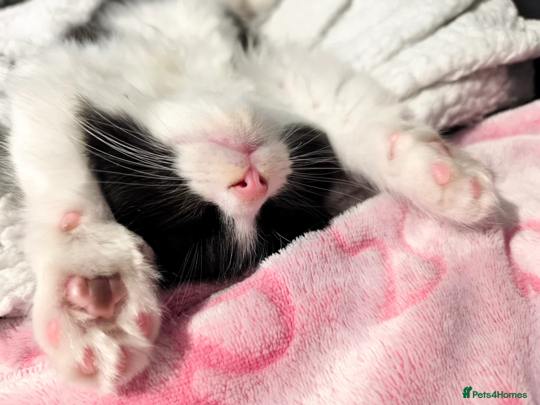 Mixed Breed cats for sale: Long and short hair kittens available now  - Advert 12