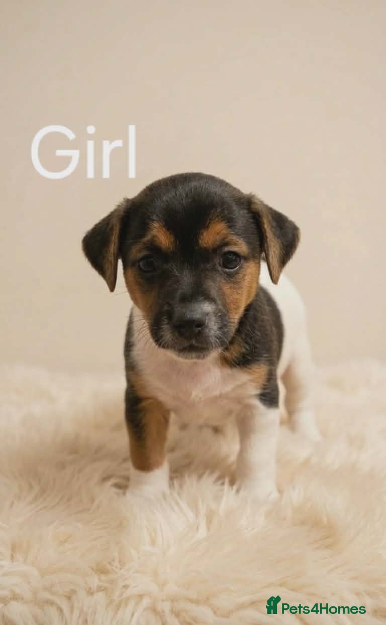 Jack Russell dogs Jack russell pups - Advert 1