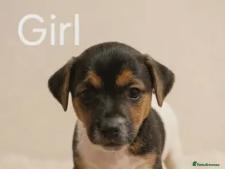 Jack Russell dogs Jack russell pups - Advert 1