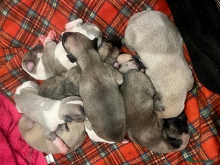 Whippet dogs for sale - Advert 1