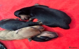 Miniature Dachshund dogs for stud: Black & Tan - Carrying Chocolate (3.8kg) in Dalry - Image 3