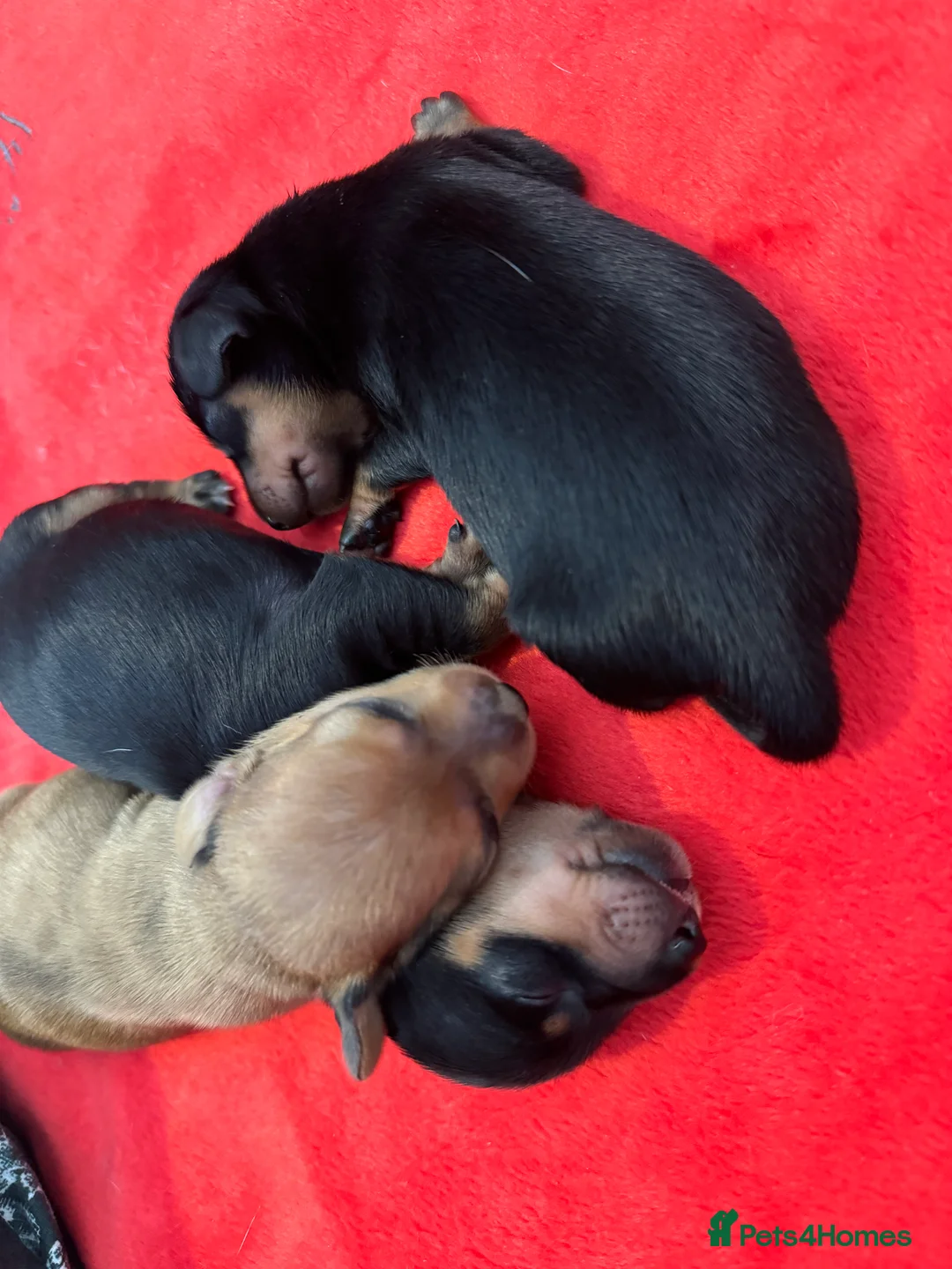 Miniature Dachshund dogs for stud: Black & Tan - Carrying Chocolate (3.8kg) in Dalry - Advert 4