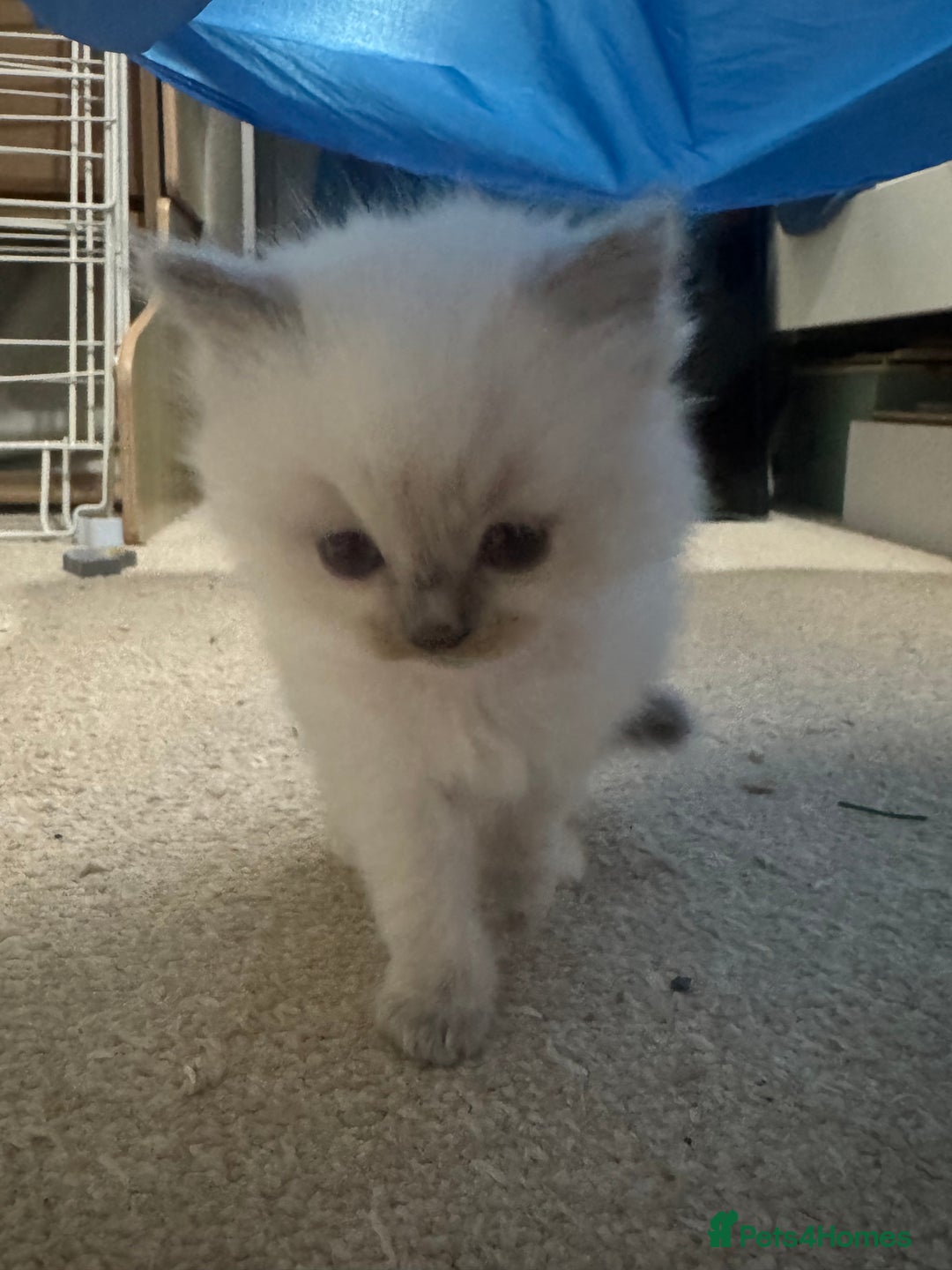 Ragdoll cats for sale: Purebred Ragdolls for sale - Advert 12