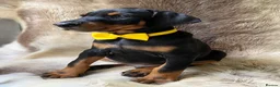 Dobermann dogs for sale: KC REGISTERED DOBERMAN PUPS - Advert 13