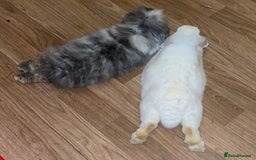 Mini Lion Lop rabbits for sale: Beautiful Bunny’s Sushi 5yrs & Marshmallow 3yrs - Advert 8
