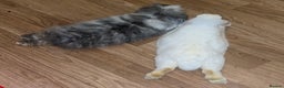 Mini Lion Lop rabbits for sale: Beautiful Bunny’s Sushi 5yrs & Marshmallow 3yrs - Advert 8