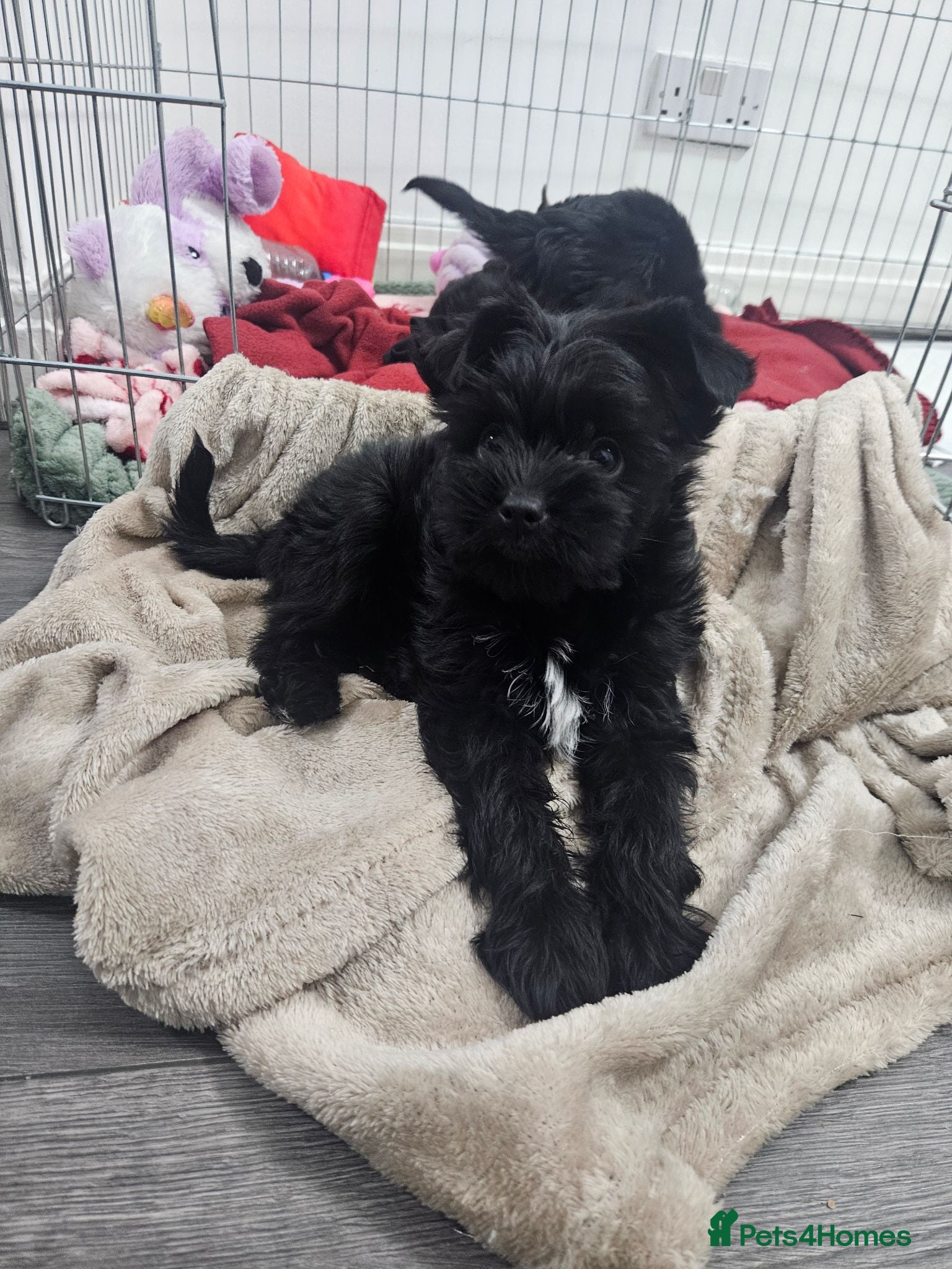 Yorkshire Terrier dogs Yorkshire terrier puppies Ready to leave on Friday - Advert 1