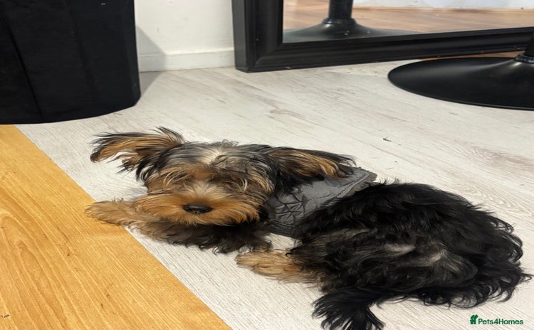 Yorkshire Terrier dogs - Advert 2