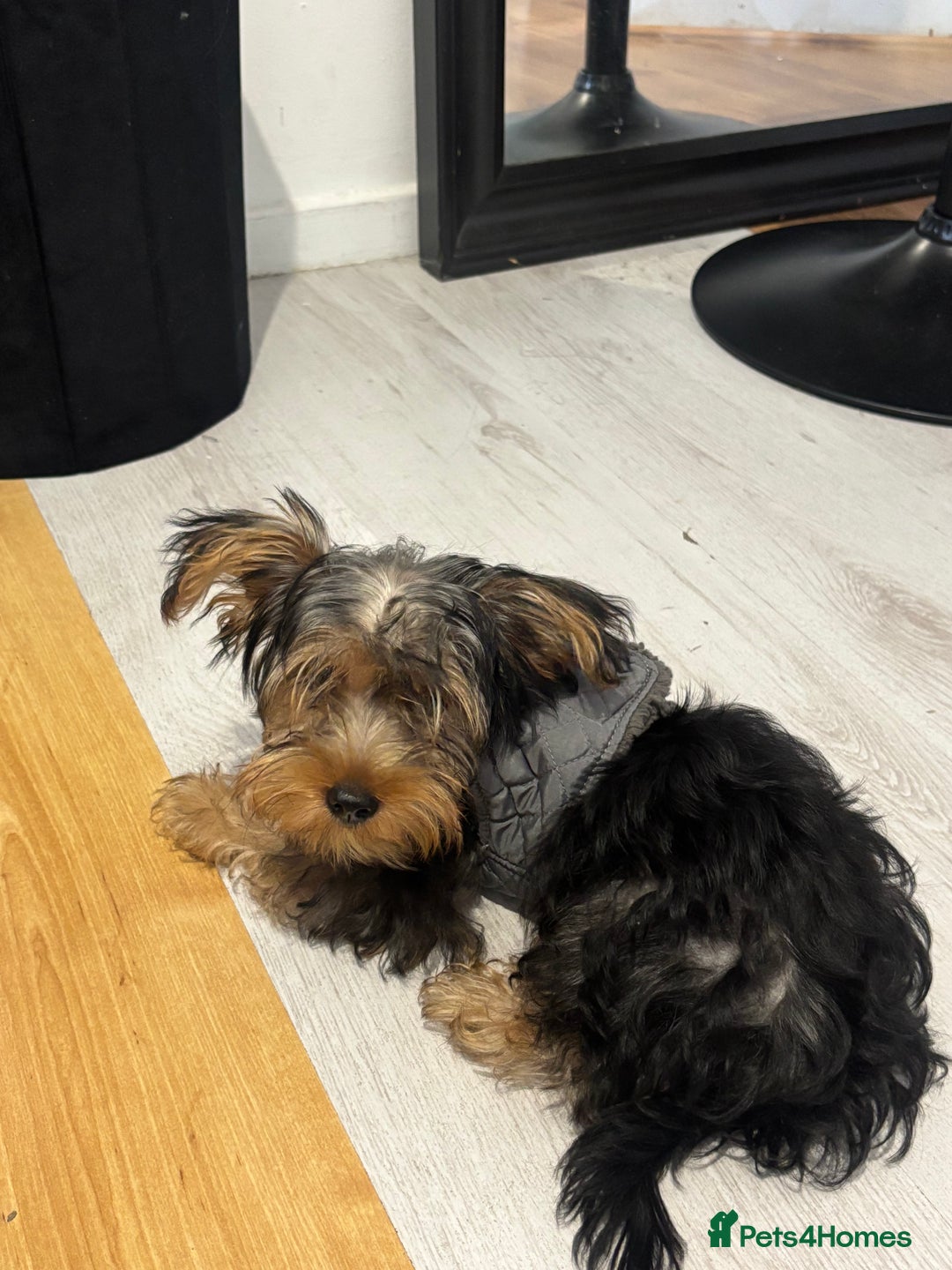Yorkshire Terrier dogs for sale: Biscuit  - Image 1
