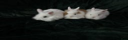 Lionhead rabbits for sale: Beautiful lion-head bunnies 🐰  - Advert 13