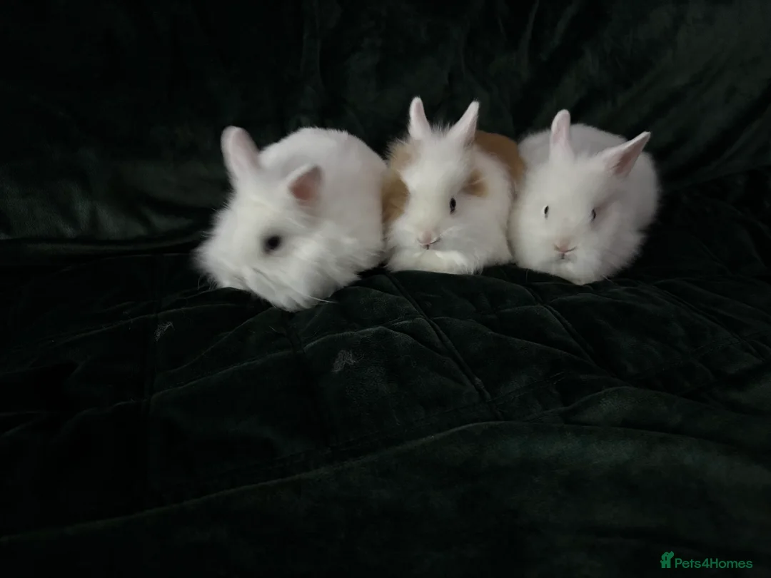 Lionhead rabbits for sale: Beautiful lion-head bunnies 🐰  - Advert 13
