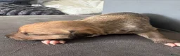 Lurcher dogs for sale: 3 beautiful lurcher pups  - Advert 4