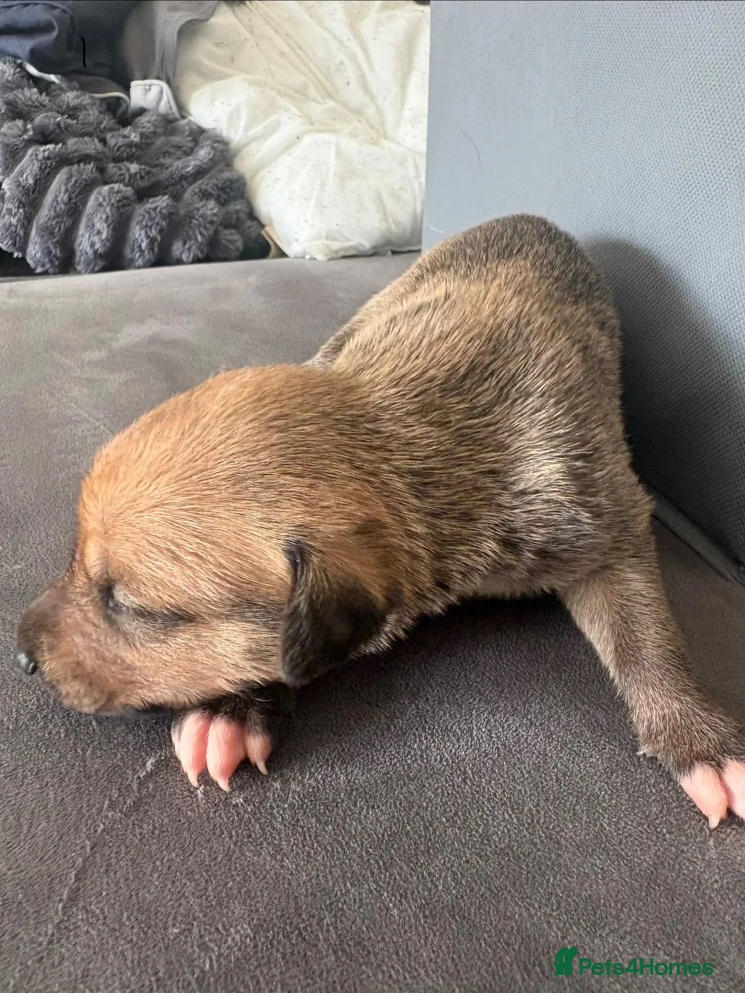 Lurcher dogs for sale: 3 beautiful lurcher pups  - Advert 4
