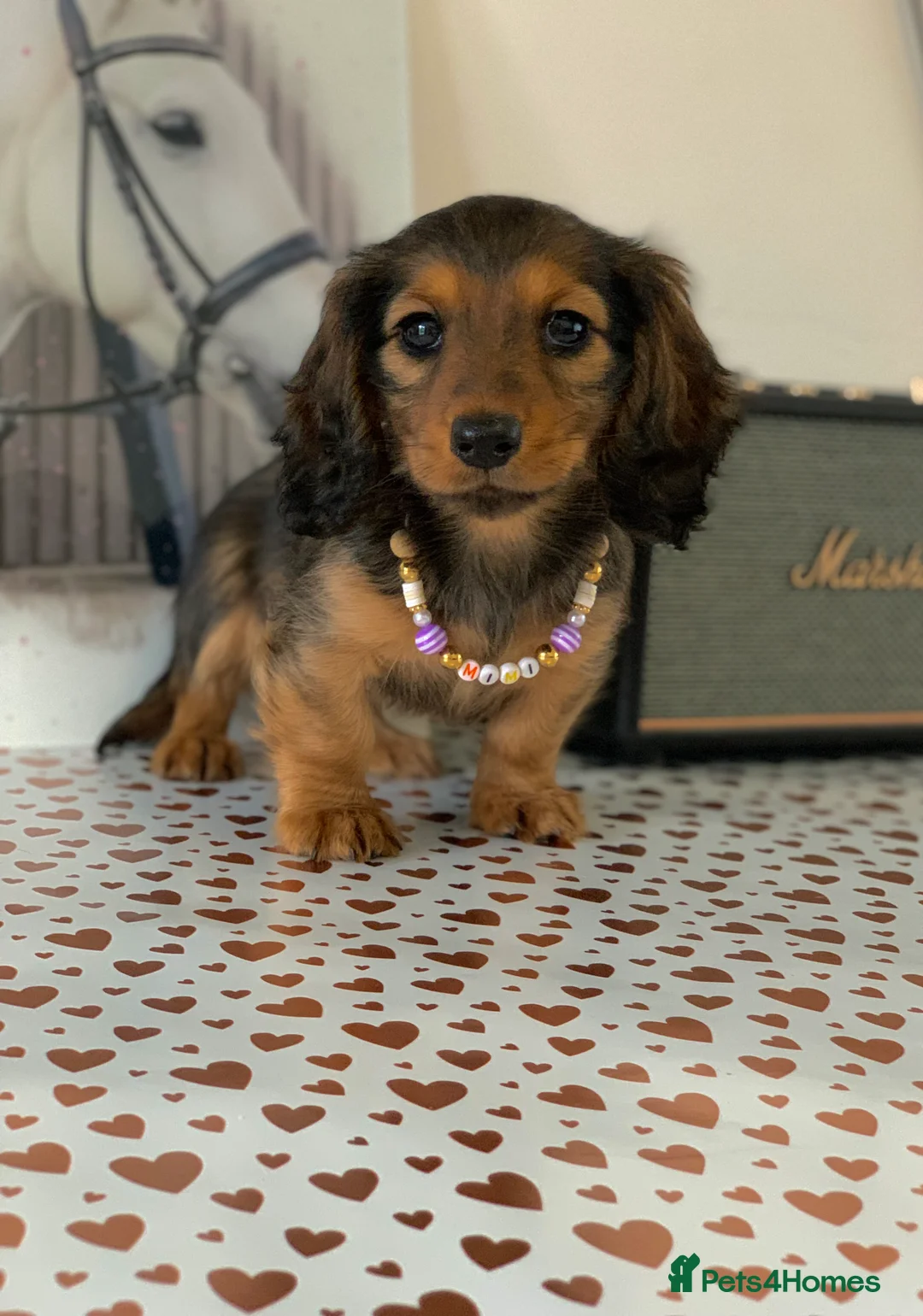 Miniature Dachshund dogs for sale: KC Registered true to type Longhaired mini’s - Advert 3