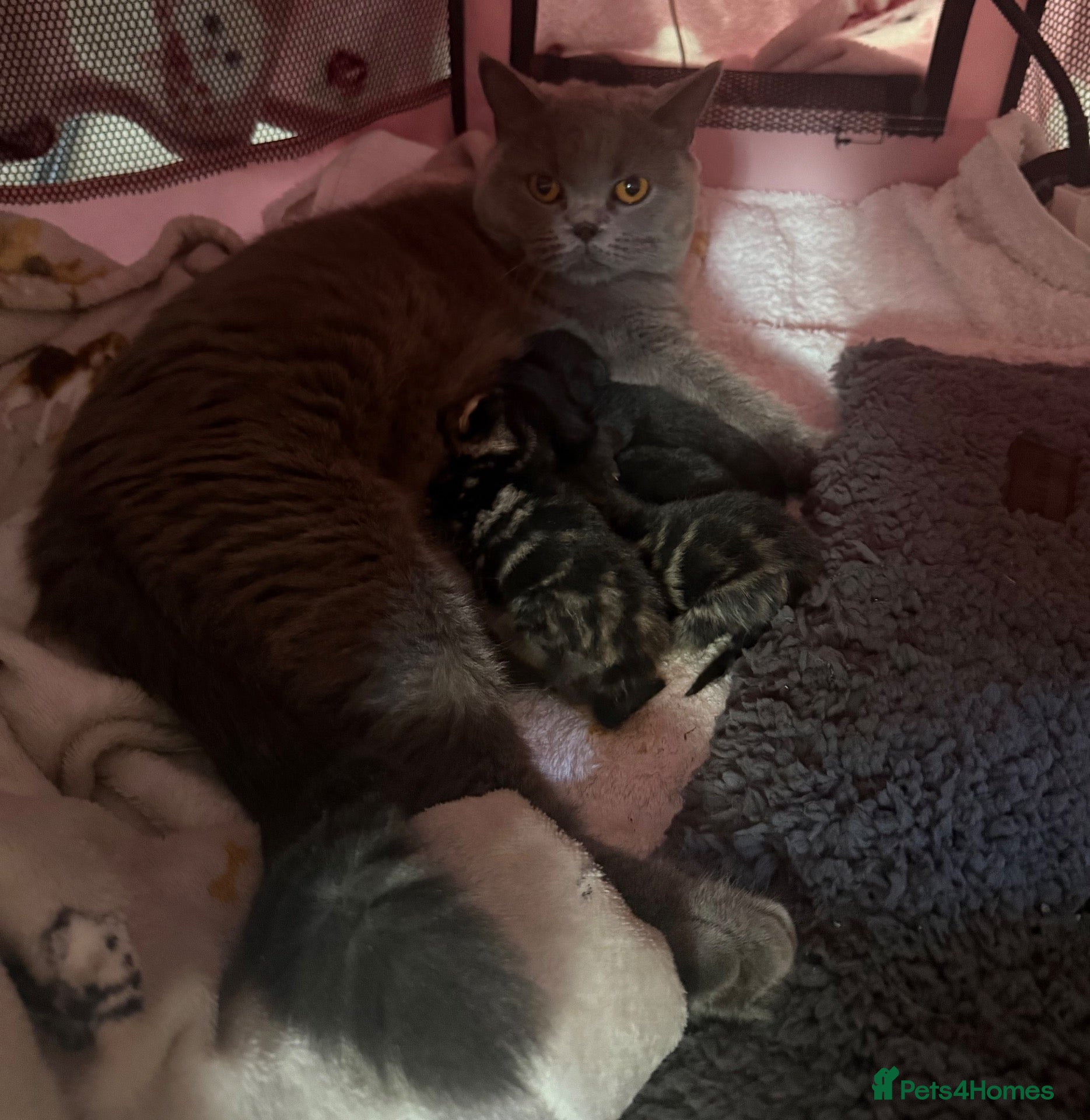 British Shorthair cats British shorthair X tabby x2 Girls  - Advert 4