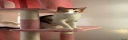 British Shorthair cats for sale:  1 year Lovely calico cat looking for a new home!! - Advert 10