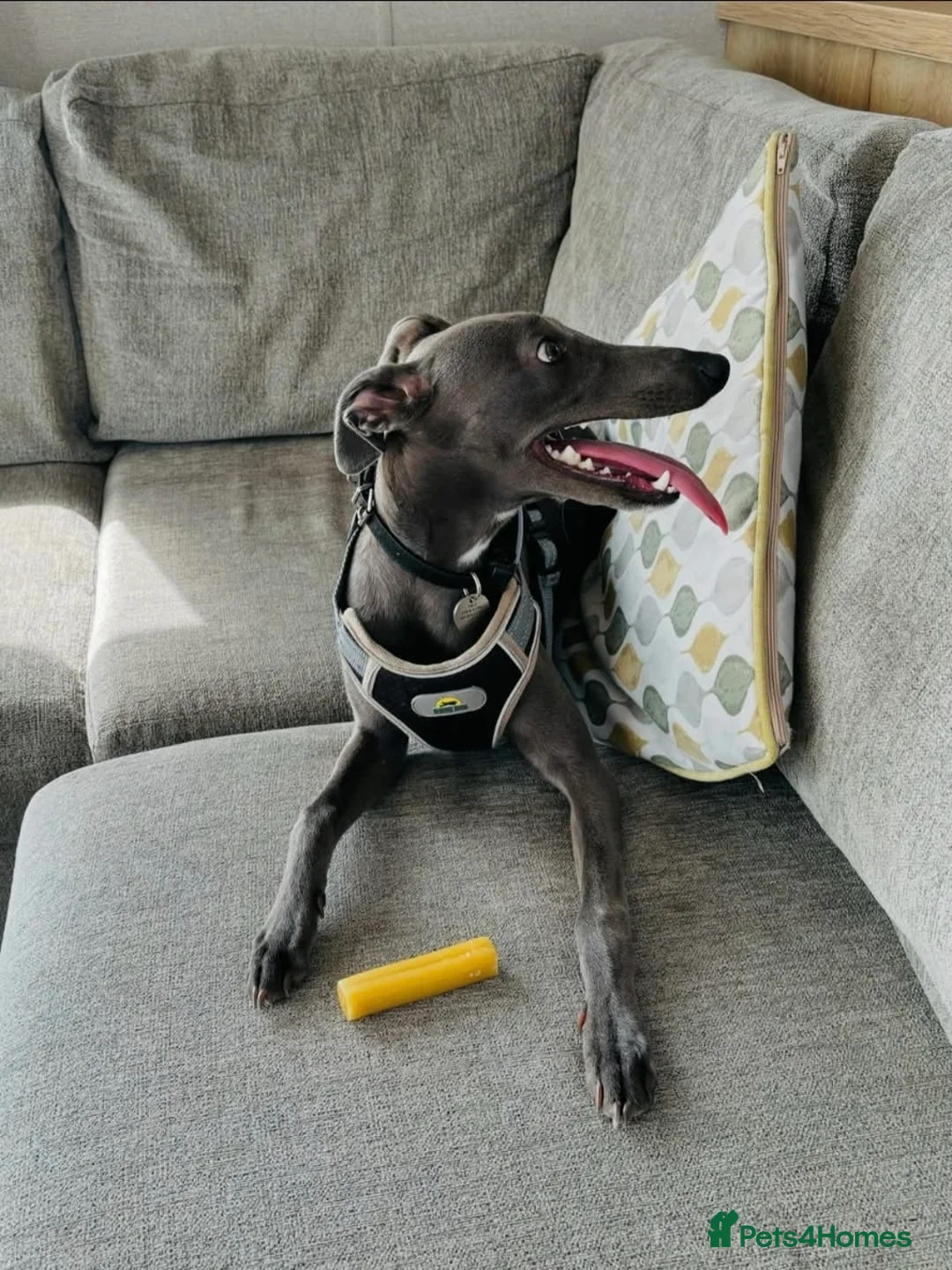 Whippet dogs for stud: Terry - KC Registered Blue Whippet Stud - Advert 6