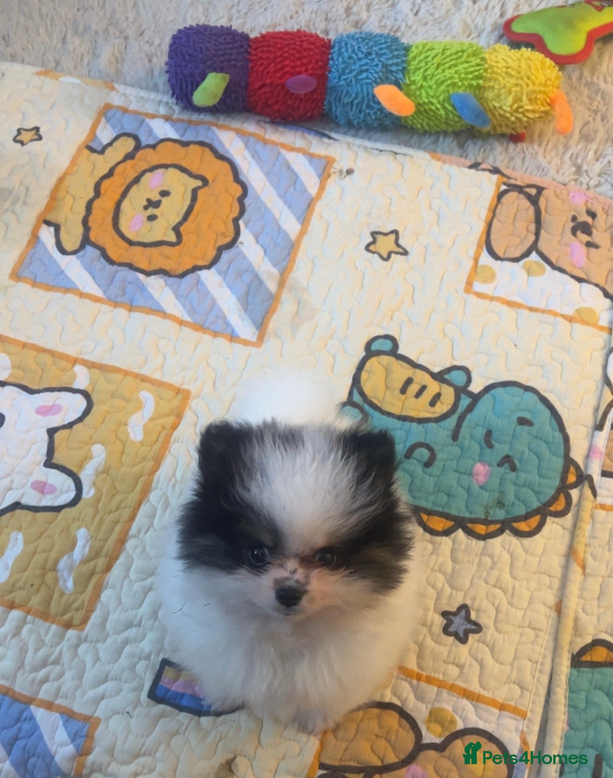 Pomeranian dogs 5 STAR POMERANIAN PUPPIES  - Advert 20