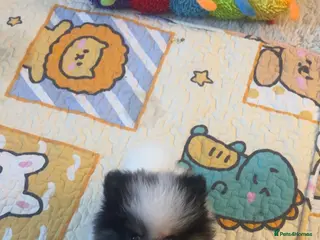 Pomeranian dogs 5 STAR POMERANIAN PUPPIES - Advert 20