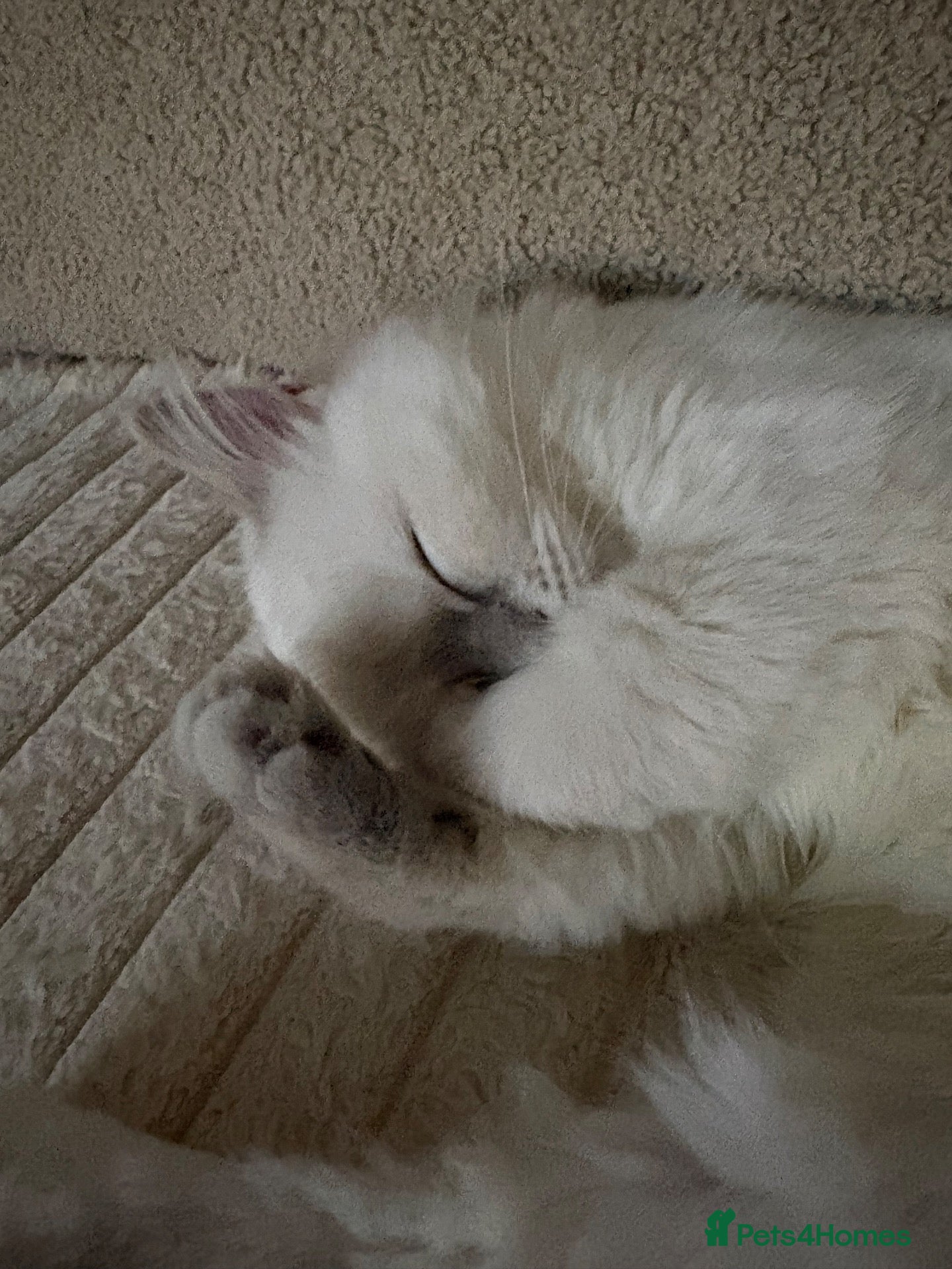 Ragdoll cats for sale: Ready Now. GCCF Beautiful Ragdoll Kittens eg - Advert 1