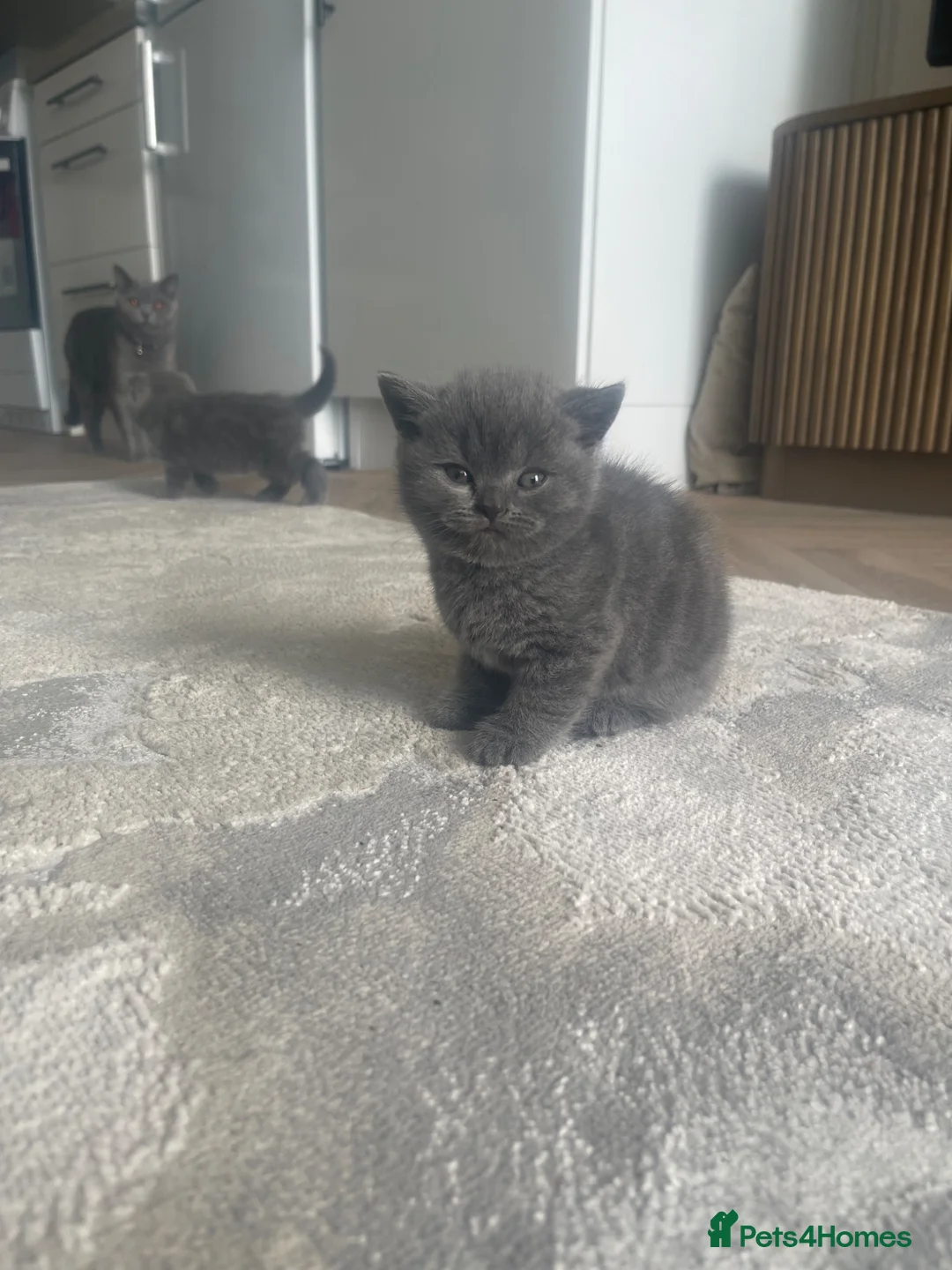 British Shorthair cats for sale: British short hair kittens  - Advert 2