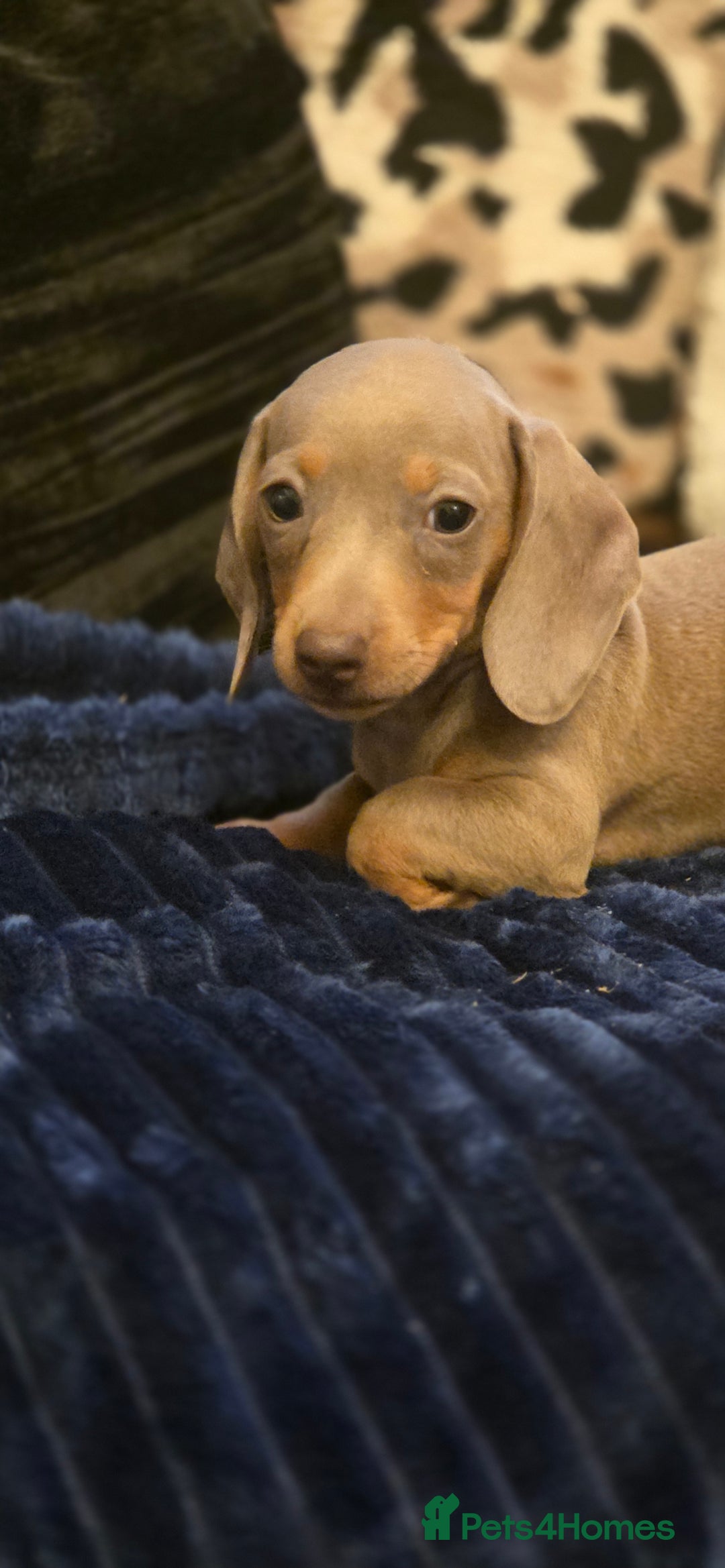 Miniature Dachshund dogs for sale: Isabella dachshund puppies  - Image 7
