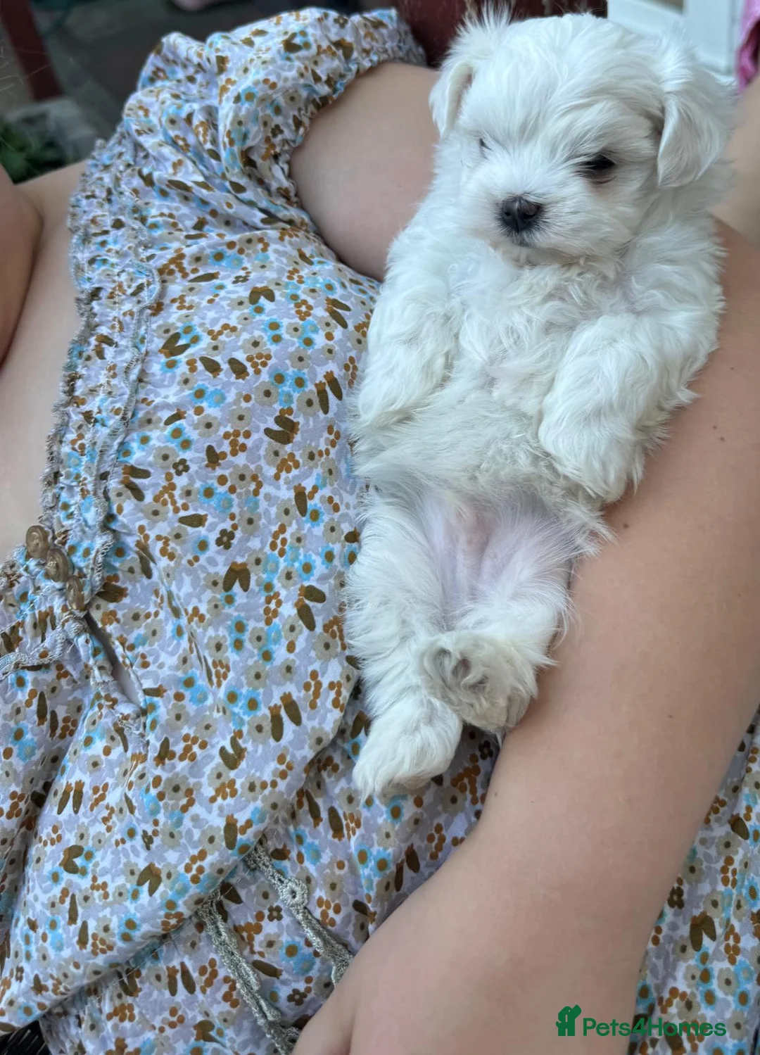 Maltese dogs for sale: ✨Korean Maltese Puppies ✨ - Advert 1
