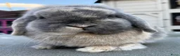 Mini Lop rabbits for sale: Blue Harli vm buck  - Advert 1