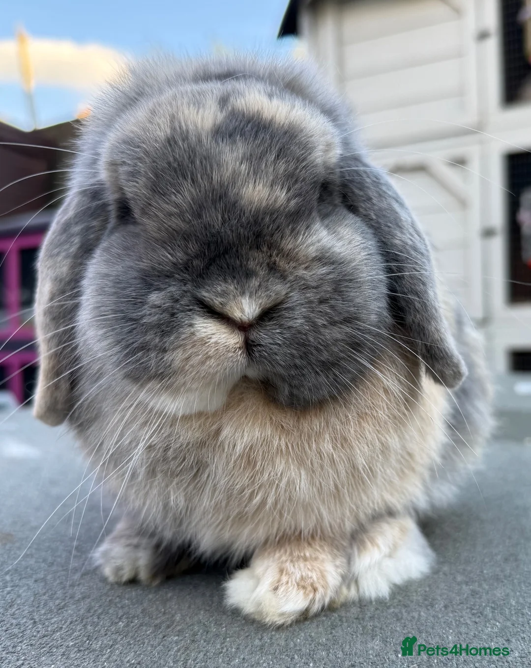 Mini Lop rabbits for sale: Blue Harli vm buck  - Advert 1