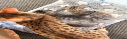 Bengal cats for sale:     Stunning Bengal Cross Kittens  - Advert 20