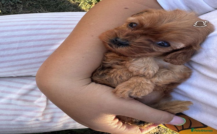 Cavapoo dogs - Advert 1