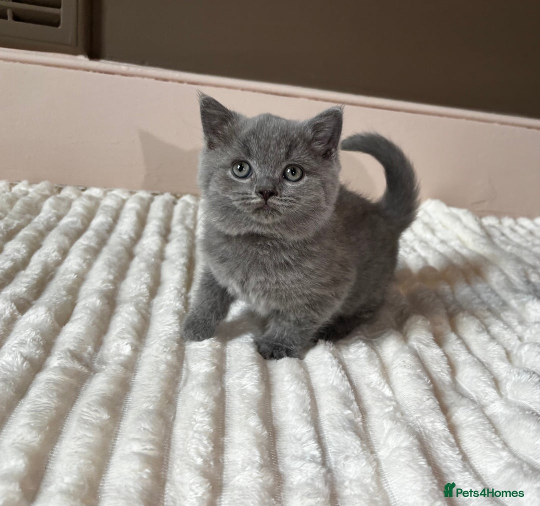 British Shorthair cats for sale: OUTSTANDING GCCF + HEALTH TESTED BSH + BLH KITTENS - Image 21