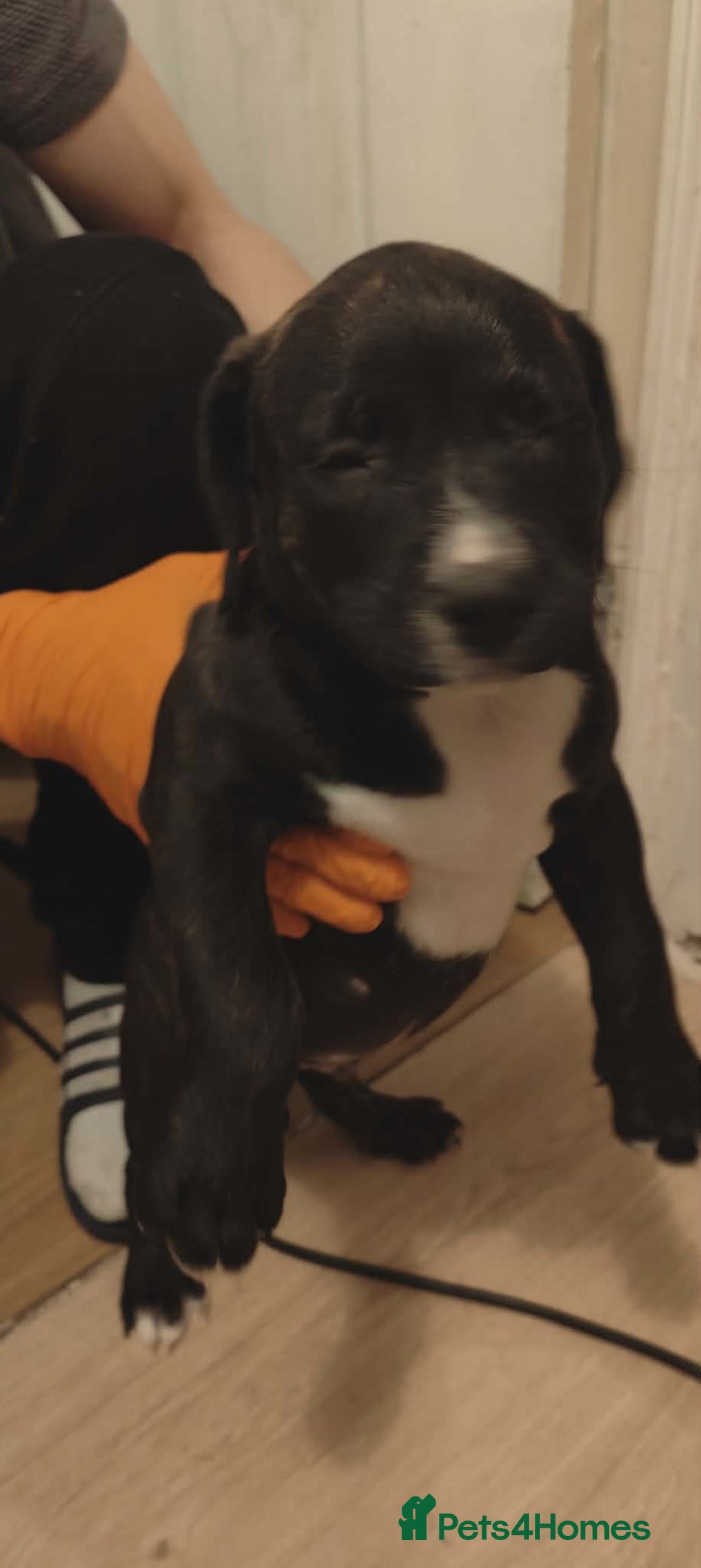 Staffordshire Bull Terrier dogs for sale: Beautiful stunning staffy puppies READY To go !!! - Advert 4