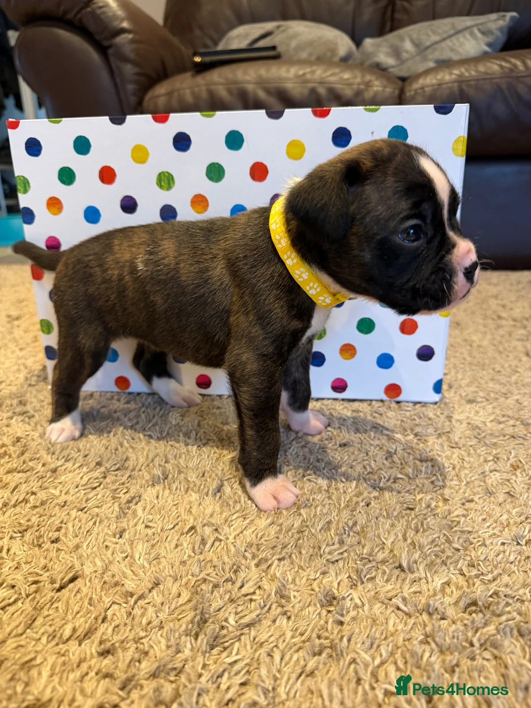 Boxer dogs for sale: Adorable litter of KC registered boxer puppies  - Advert 15