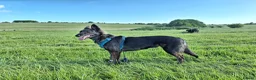 Lurcher dogs for sale: Greyhound x shepherd/collie  in Hungerford - Advert 4