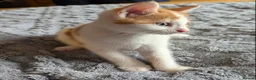 Domestic Shorthair cats for sale: 5 Ginger Kittens - Advert 32